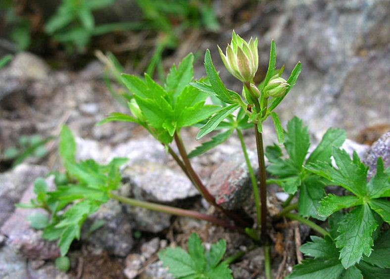 Astrantia minor / Astranzia minore